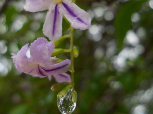 Glendower View Guesthouse, Flower, Plant, Nature, Orchid