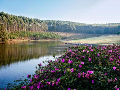 Glenogle Farm Magoebaskloof Limpopo Province South Africa Nature