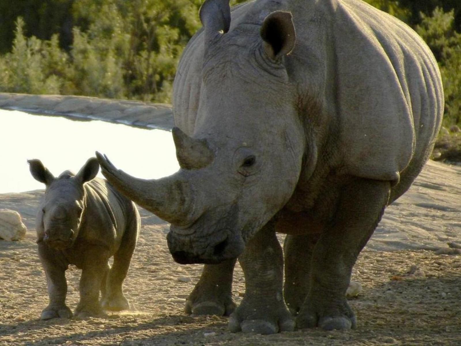 Gocheganas Lodge, Rhino, Mammal, Animal, Herbivore