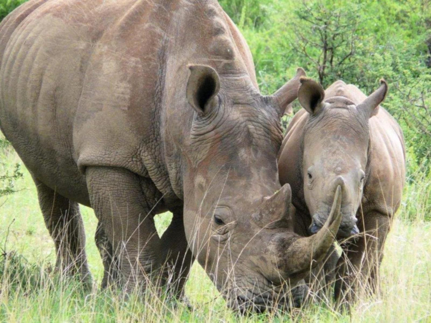 Gocheganas Lodge, Rhino, Mammal, Animal, Herbivore