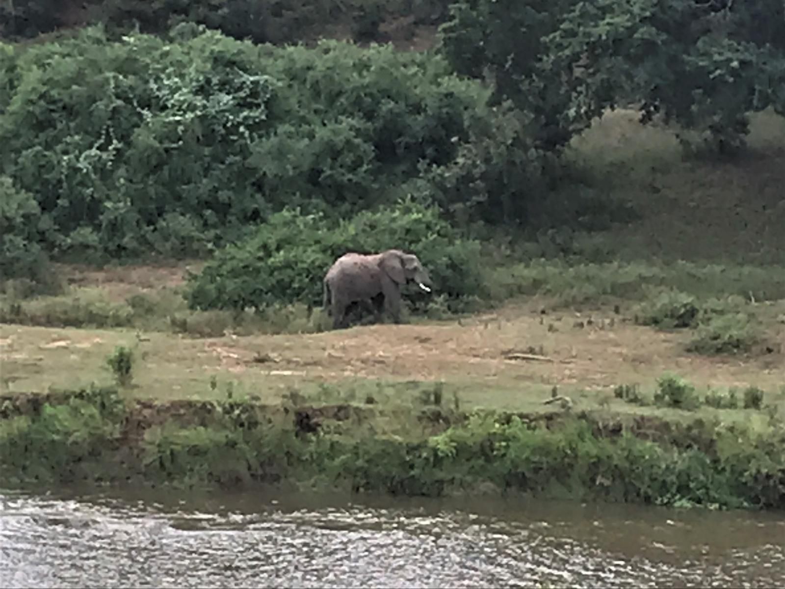 Goedehoop Boutique Manor House Malelane Mpumalanga South Africa Unsaturated, Elephant, Mammal, Animal, Herbivore, River, Nature, Waters, Water Buffalo