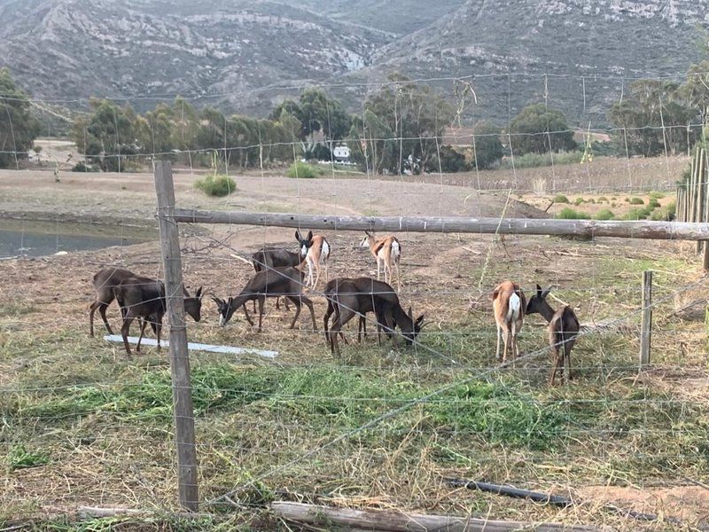 Goedemoed Farmhouse Accommodation Montagu Western Cape South Africa Unsaturated, Animal