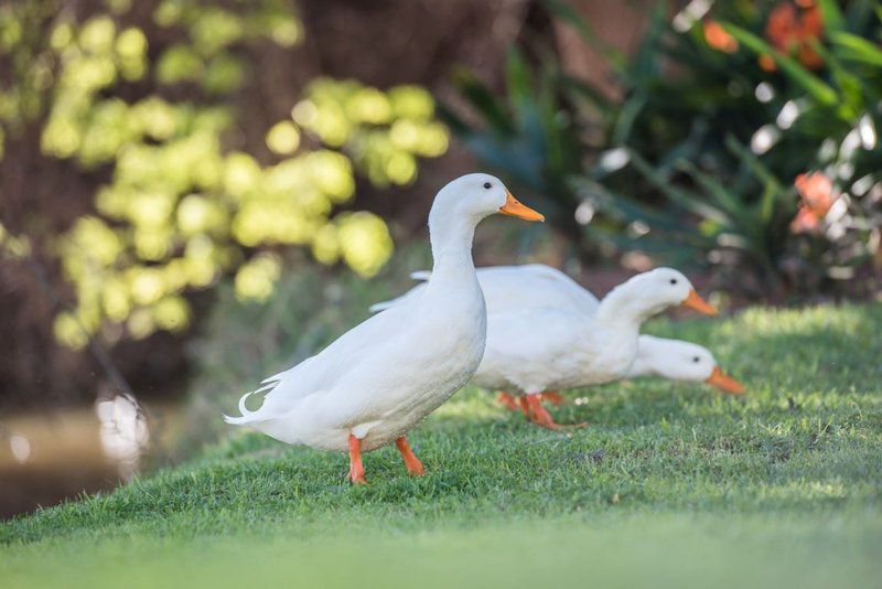 Goedereede Guest Farm Robertson Western Cape South Africa Bird, Animal