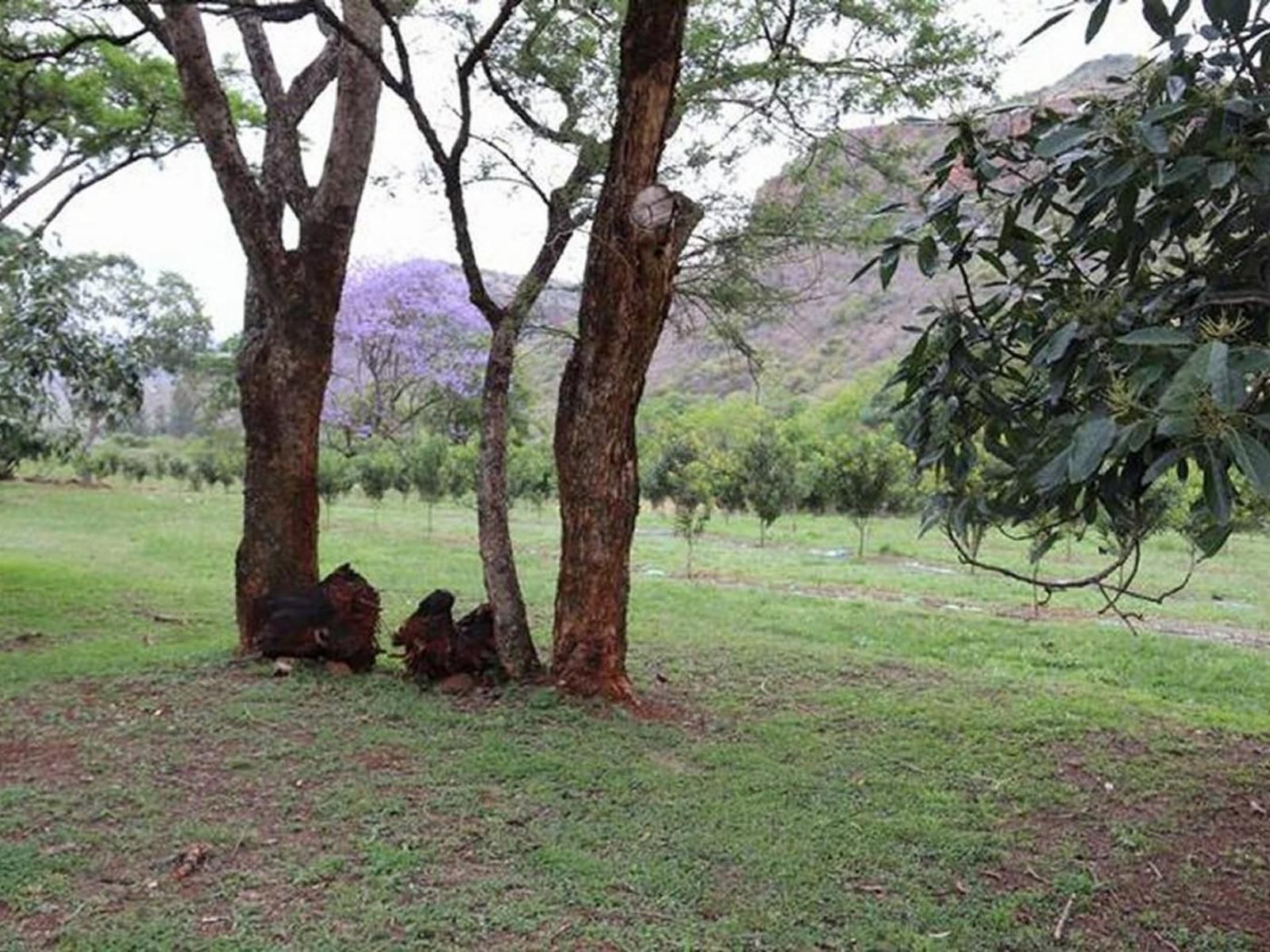 Goederus Guest Farm Schoemanskloof Mpumalanga South Africa Forest, Nature, Plant, Tree, Wood