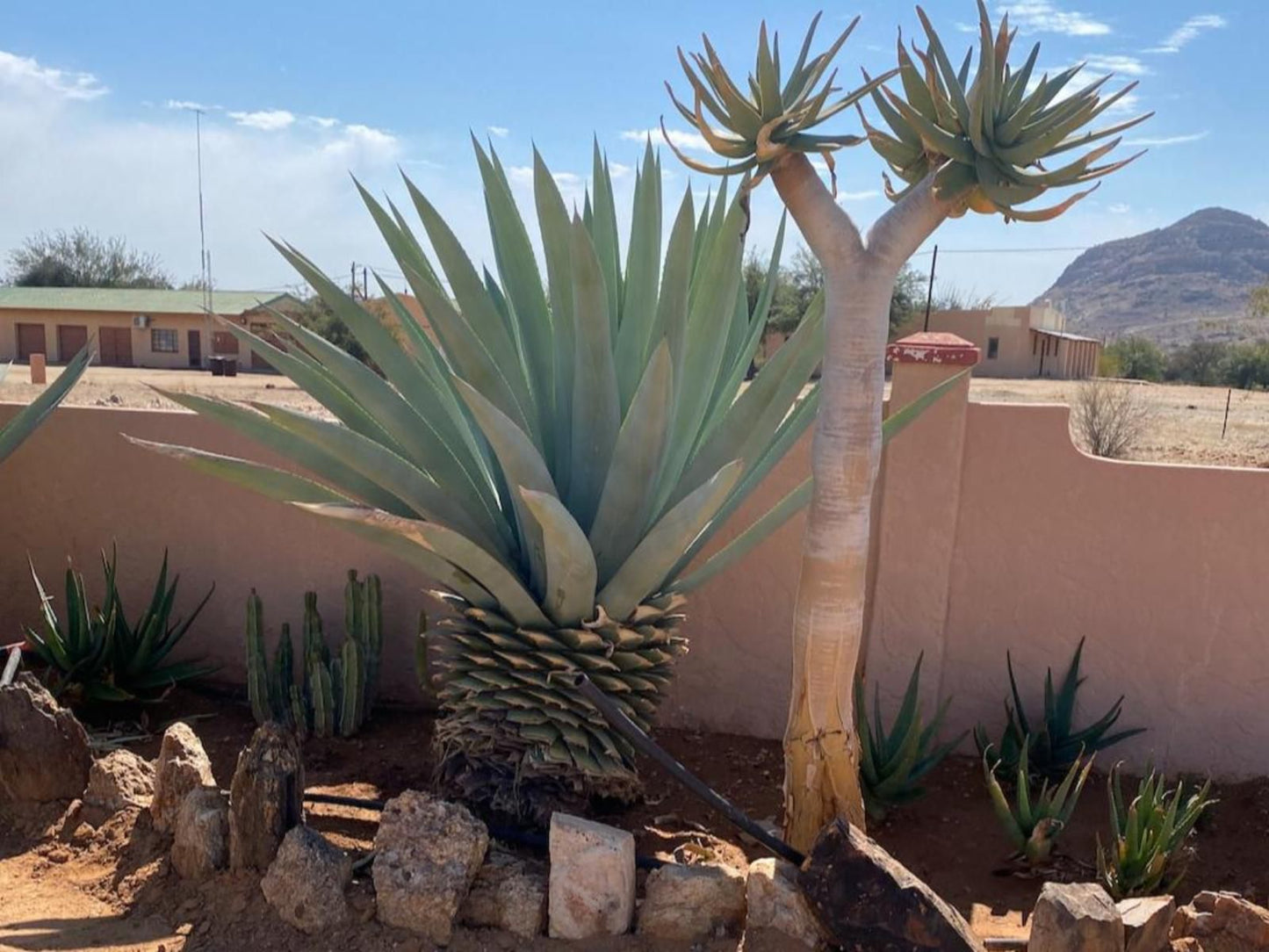 Goibib Guest Farm, Cactus, Plant, Nature, Desert, Sand