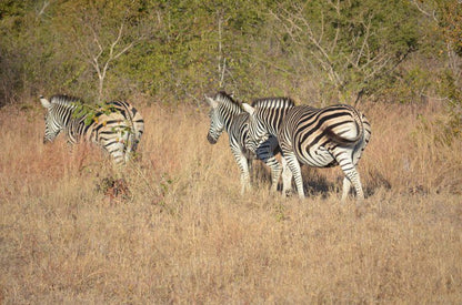 Gold Valley Lodge Kabokweni Mpumalanga South Africa Sepia Tones, Zebra, Mammal, Animal, Herbivore