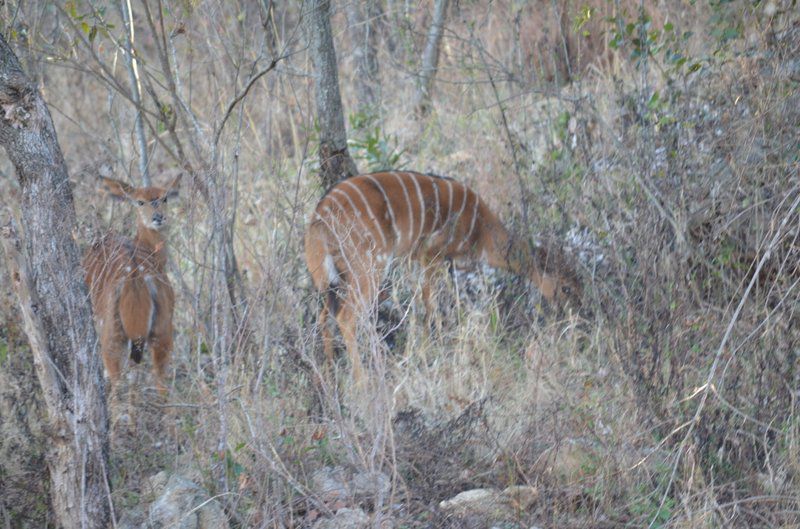 Gold Valley Lodge Kabokweni Mpumalanga South Africa Unsaturated, Animal