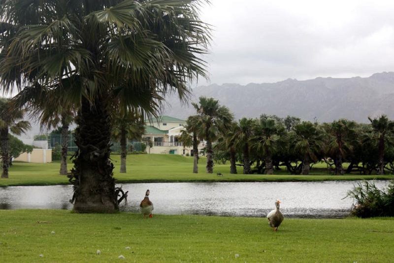 Golf House Greenways Strand Western Cape South Africa Duck, Bird, Animal, Lake, Nature, Waters, Palm Tree, Plant, Wood, Golfing, Ball Game, Sport