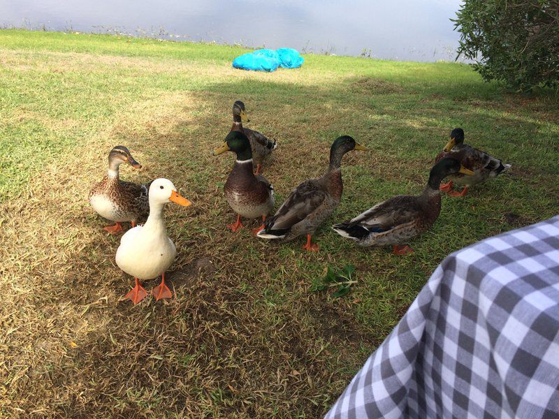 Golf House Greenways Strand Western Cape South Africa Duck, Bird, Animal