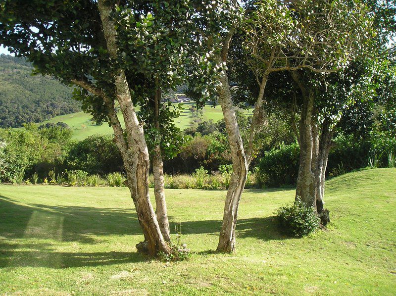 Golf View Brackenridge Plettenberg Bay Western Cape South Africa Tree, Plant, Nature, Wood, Highland