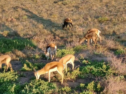 Golfers Haven & Lagoon Links, Deer, Mammal, Animal, Herbivore