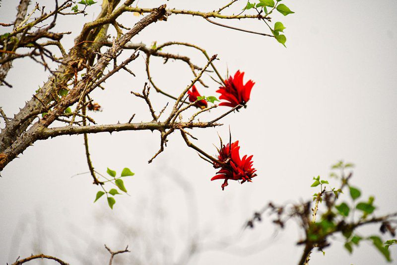 Golferslodge 167 Zebula Country Club And Spa Zebula Golf Estate Limpopo Province South Africa Bird, Animal, Blossom, Plant, Nature