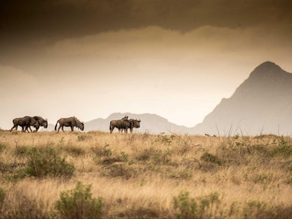 Gondwana Game Reserve Mossdustria Mossel Bay Western Cape South Africa Sepia Tones, Animal