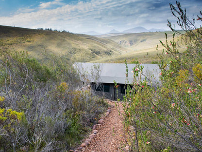 Gondwana Game Reserve Mossdustria Mossel Bay Western Cape South Africa Highland, Nature