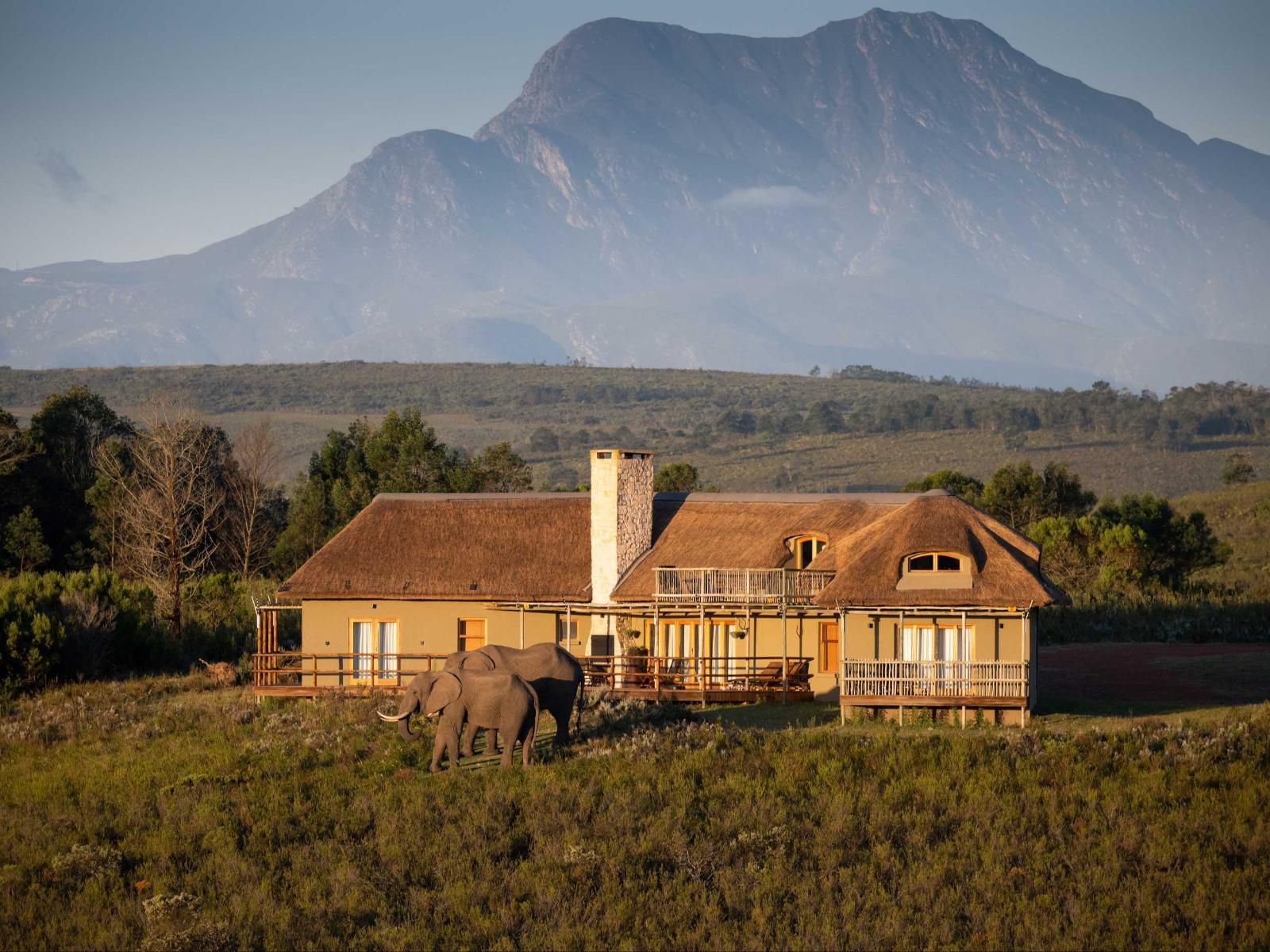 Gondwana Game Reserve Mossdustria Mossel Bay Western Cape South Africa Mountain, Nature