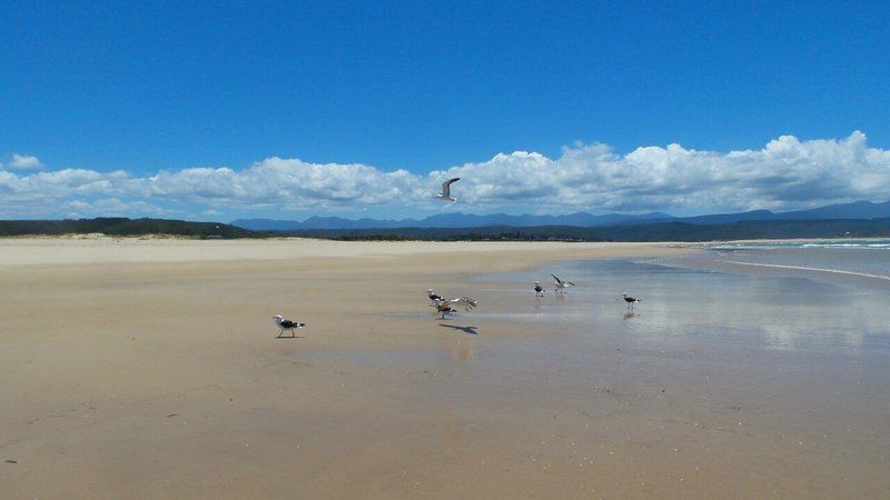 Goose Valley Ll3 Goose Valley Golf Estate Plettenberg Bay Western Cape South Africa Bird, Animal, Beach, Nature, Sand, Ball Game, Sport, Desert, Ocean, Waters