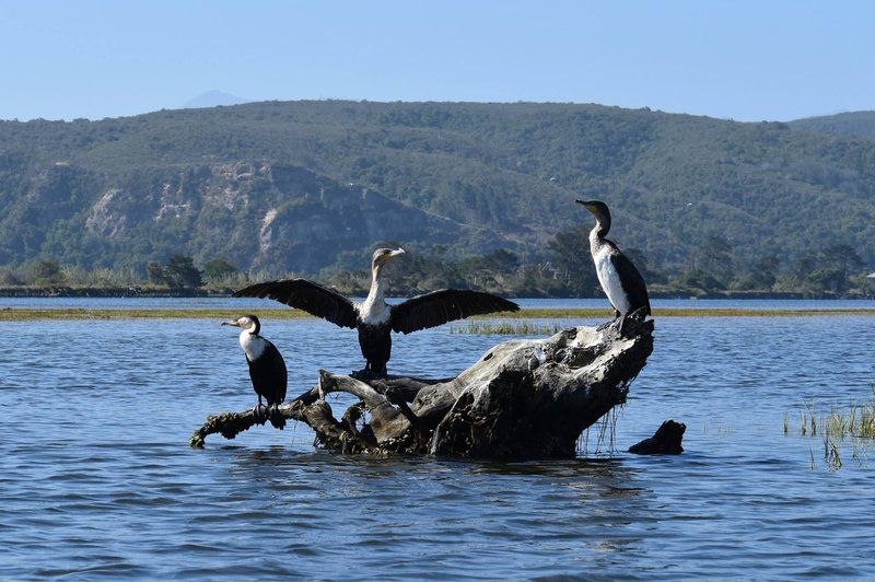 Goose Valley Ll3 Goose Valley Golf Estate Plettenberg Bay Western Cape South Africa Bird, Animal