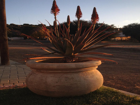 Goose Hill Wedding And Conference Centre Kellys View Bloemfontein Free State South Africa Plant, Nature