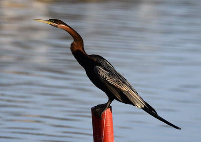 Goose Valley Ff5 Goose Valley Golf Estate Plettenberg Bay Western Cape South Africa Kingfisher, Bird, Animal