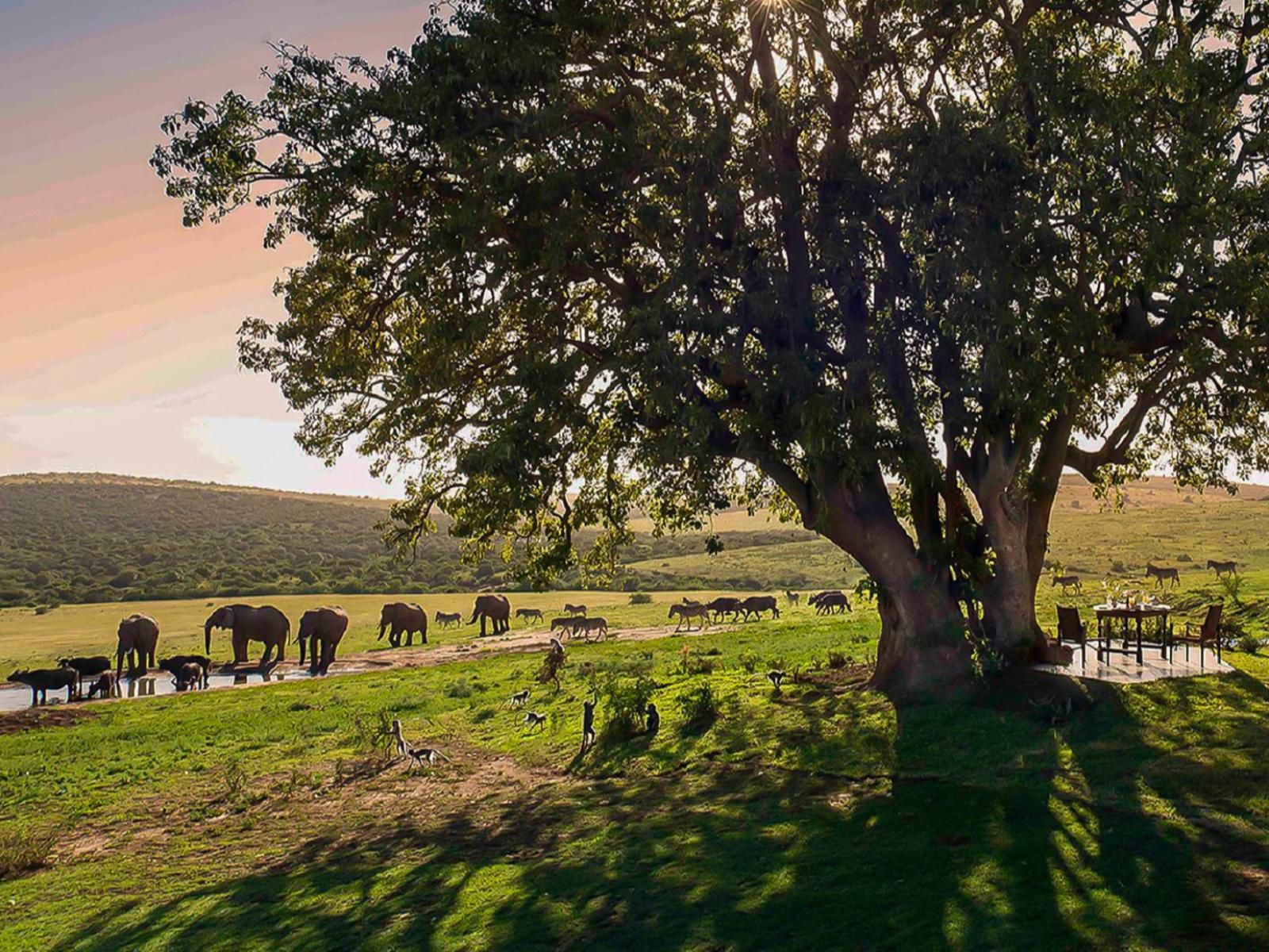 Gorah Elephant Camp Addo Elephant National Park Eastern Cape South Africa 