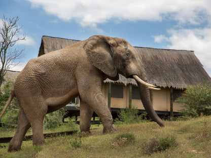 Gorah Elephant Camp Addo Elephant National Park Eastern Cape South Africa Elephant, Mammal, Animal, Herbivore