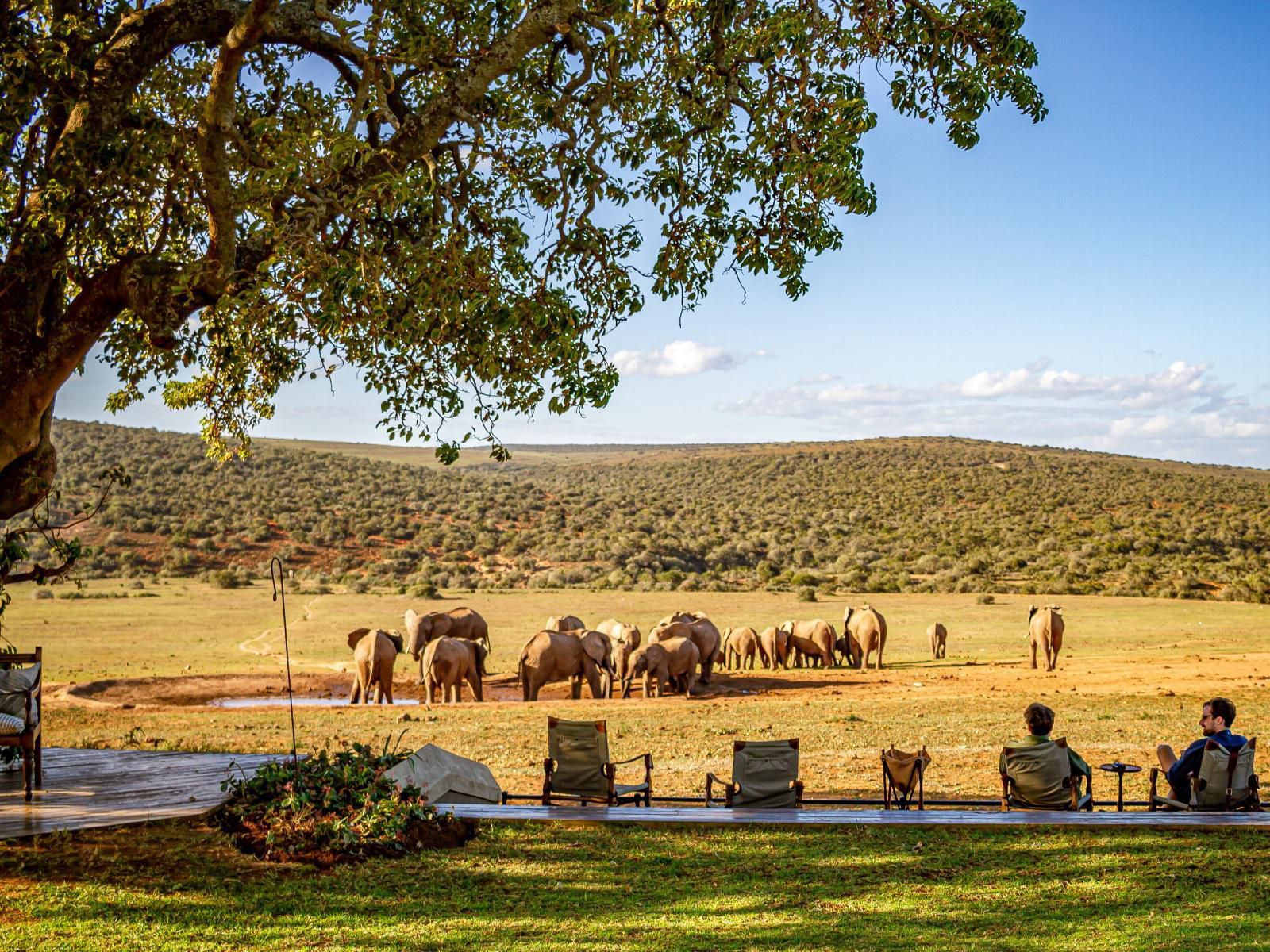 Gorah Elephant Camp Addo Elephant National Park Eastern Cape South Africa Complementary Colors, Elephant, Mammal, Animal, Herbivore, Lowland, Nature