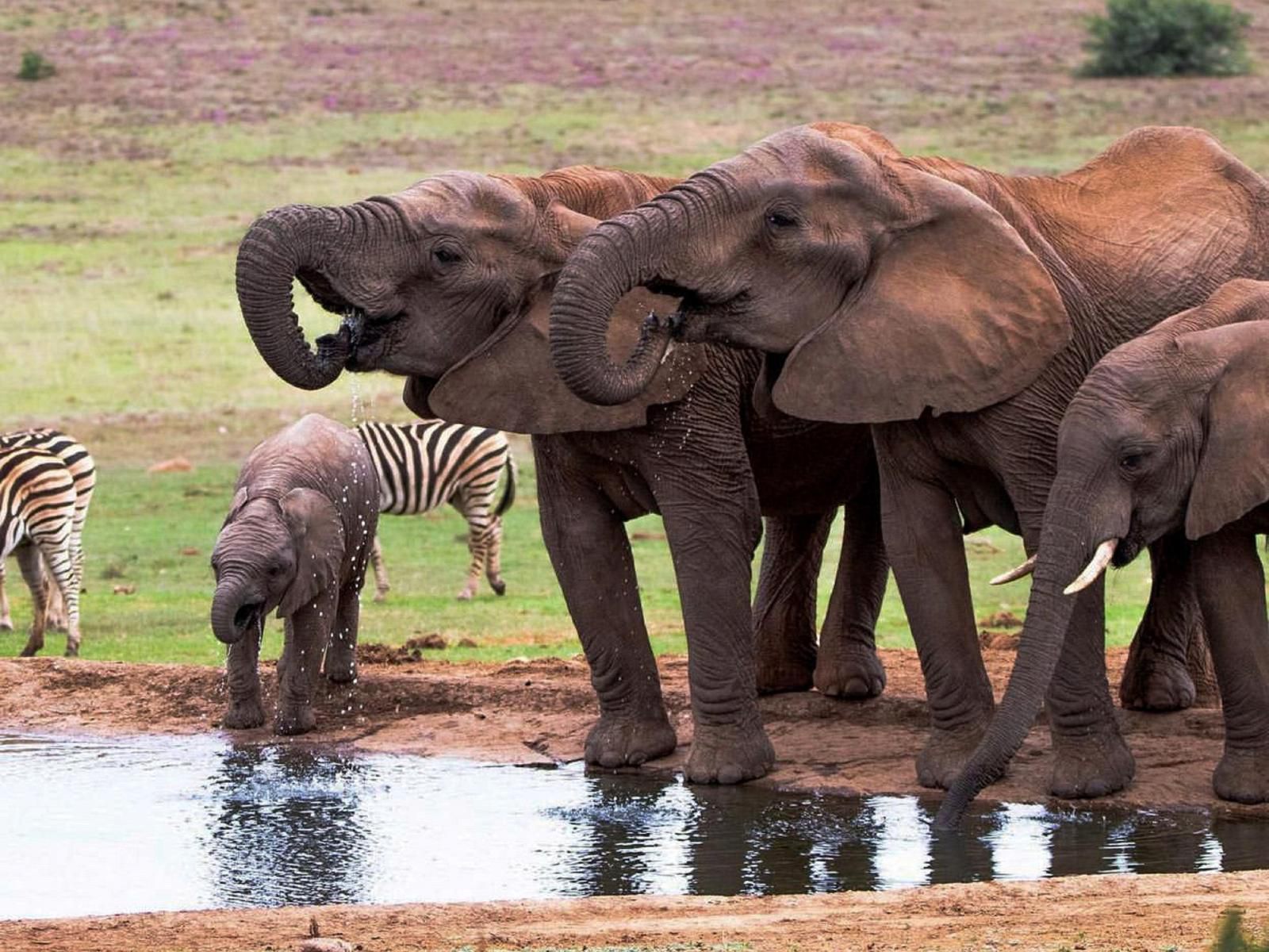 Gorah Elephant Camp Addo Elephant National Park Eastern Cape South Africa Elephant, Mammal, Animal, Herbivore