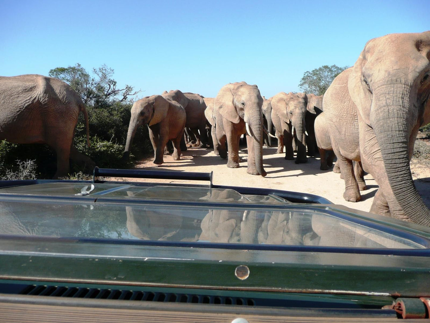 Gorah Elephant Camp Addo Elephant National Park Eastern Cape South Africa Elephant, Mammal, Animal, Herbivore