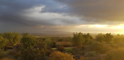 Goudkop Bush And Detox Camp Redelinghuys Western Cape South Africa Cactus, Plant, Nature, Sunset, Sky