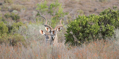 Goudkop Bush And Detox Camp Redelinghuys Western Cape South Africa Deer, Mammal, Animal, Herbivore