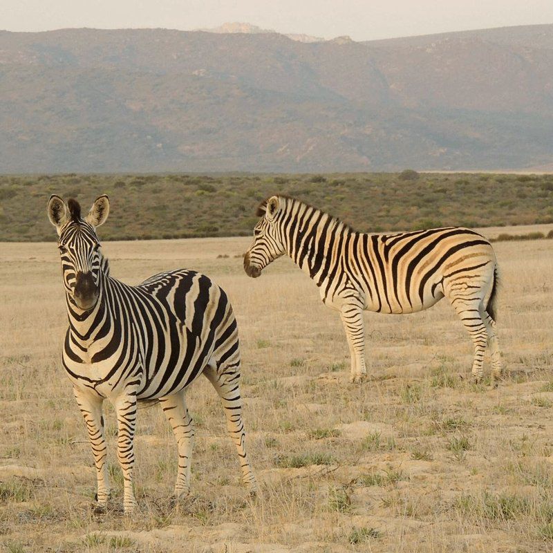 Goudkop Bush And Detox Camp Redelinghuys Western Cape South Africa Sepia Tones, Zebra, Mammal, Animal, Herbivore