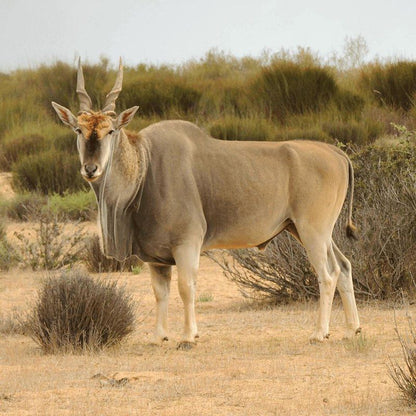 Goudkop Bush And Detox Camp Redelinghuys Western Cape South Africa Gnu, Mammal, Animal, Herbivore