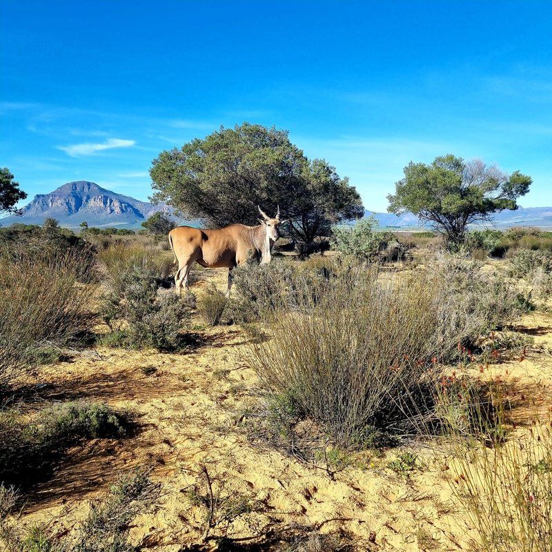 Goudkop Bush And Detox Camp Redelinghuys Western Cape South Africa Complementary Colors, Desert, Nature, Sand