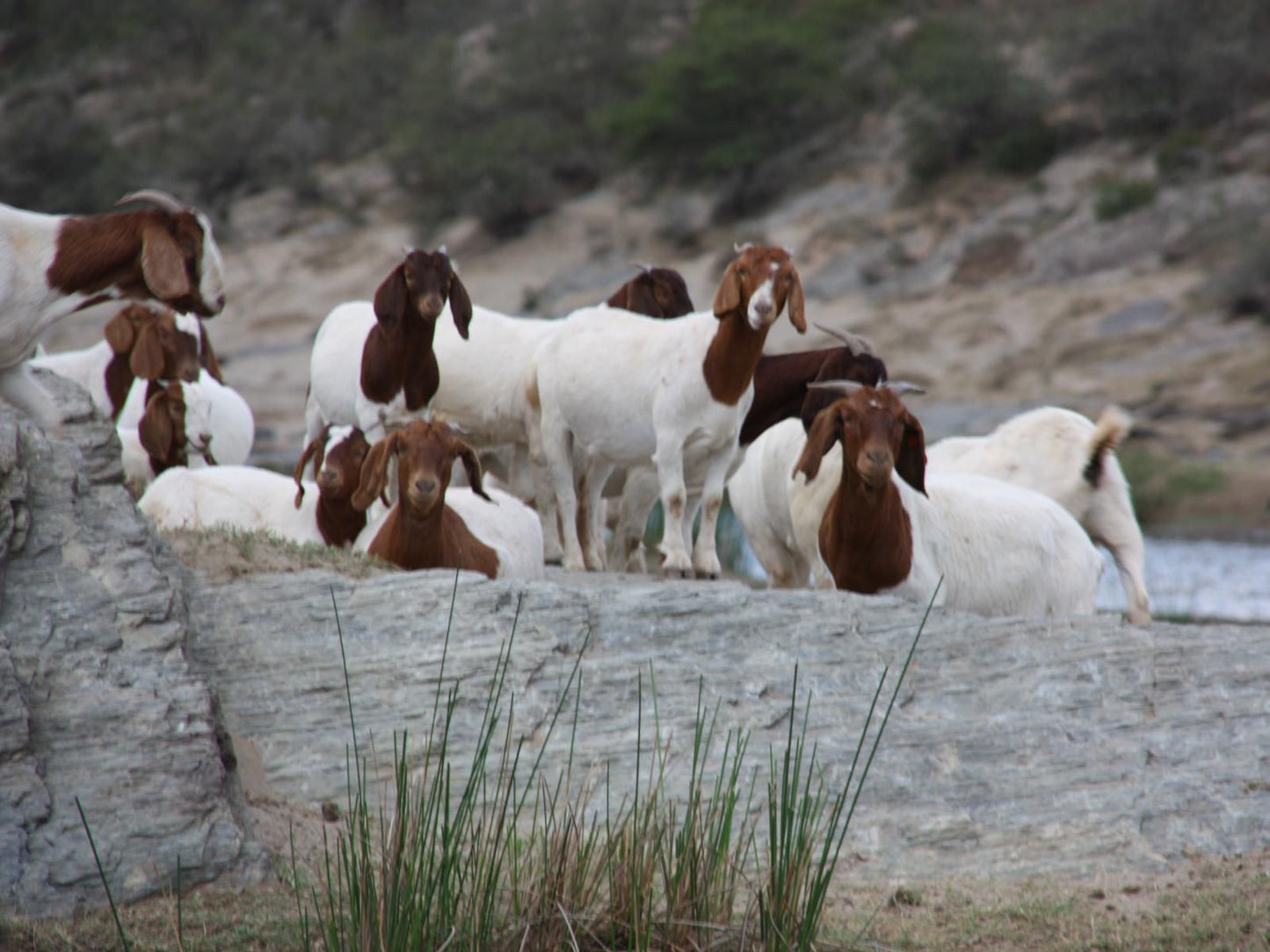 Gourits River Guest Farm Albertinia Western Cape South Africa Unsaturated, Goat, Mammal, Animal, Herbivore
