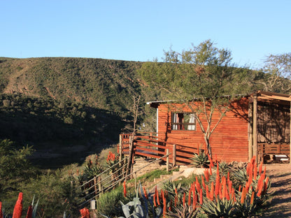 Gourits River Guest Farm Albertinia Western Cape South Africa Complementary Colors, Cactus, Plant, Nature