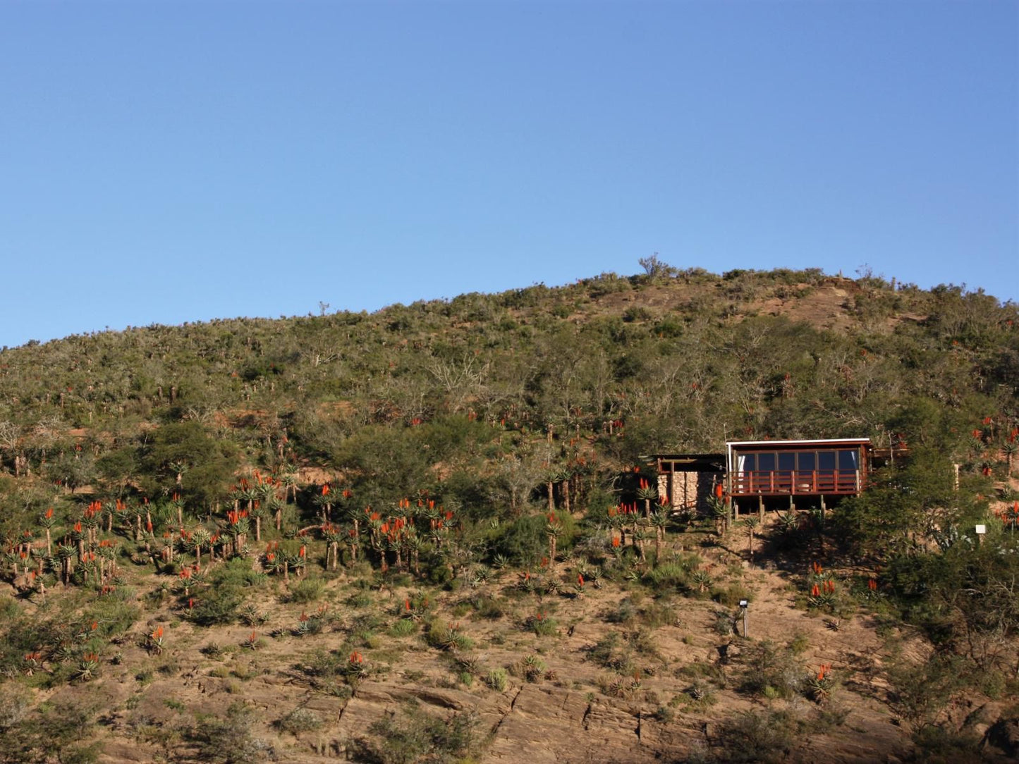 Gourits River Guest Farm Albertinia Western Cape South Africa Complementary Colors, Cactus, Plant, Nature