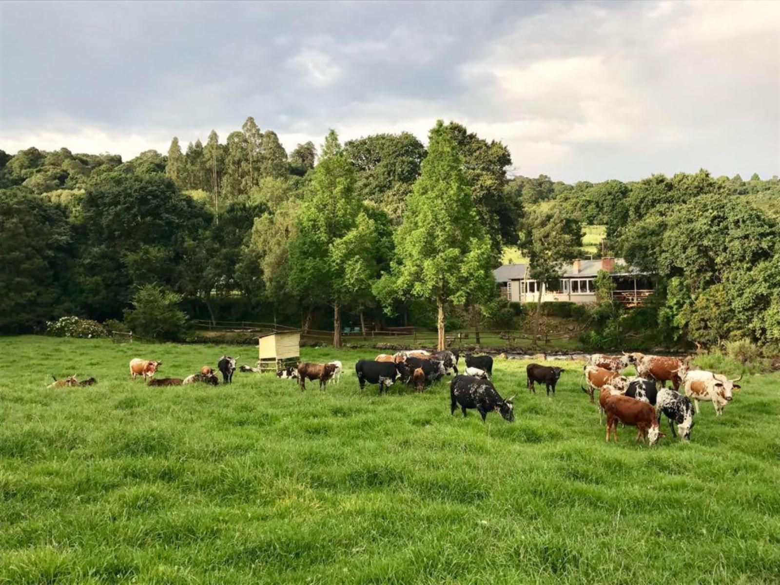 Gowan Valley Guest Farm Balgowan Kwazulu Natal South Africa Cow, Mammal, Animal, Agriculture, Farm Animal, Herbivore