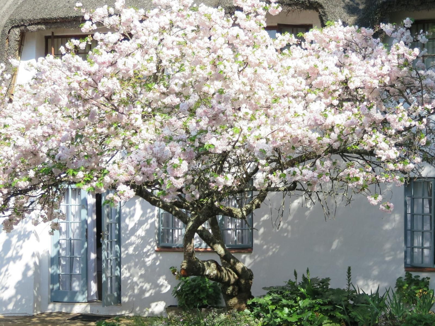 Gowan Valley Guest Farm Balgowan Kwazulu Natal South Africa Blossom, Plant, Nature, Garden