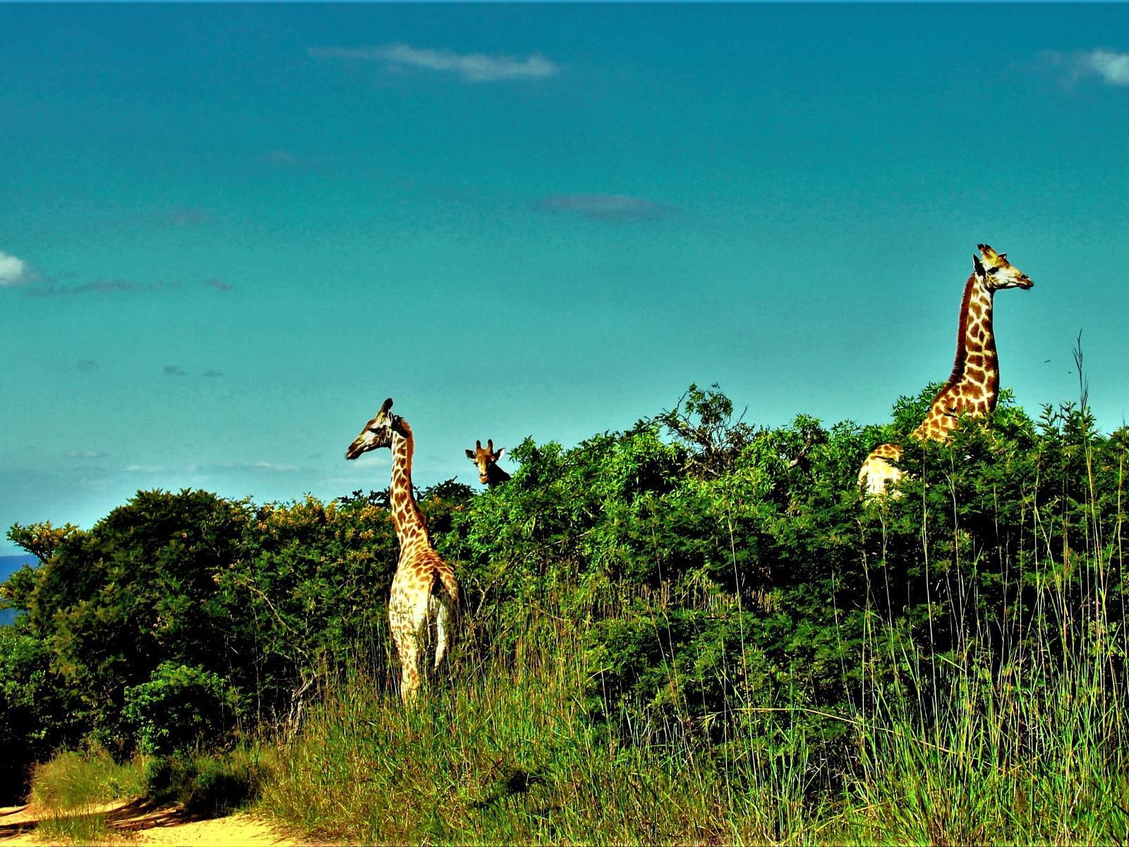 Graceland Eco Retreat, Giraffe, Mammal, Animal, Herbivore