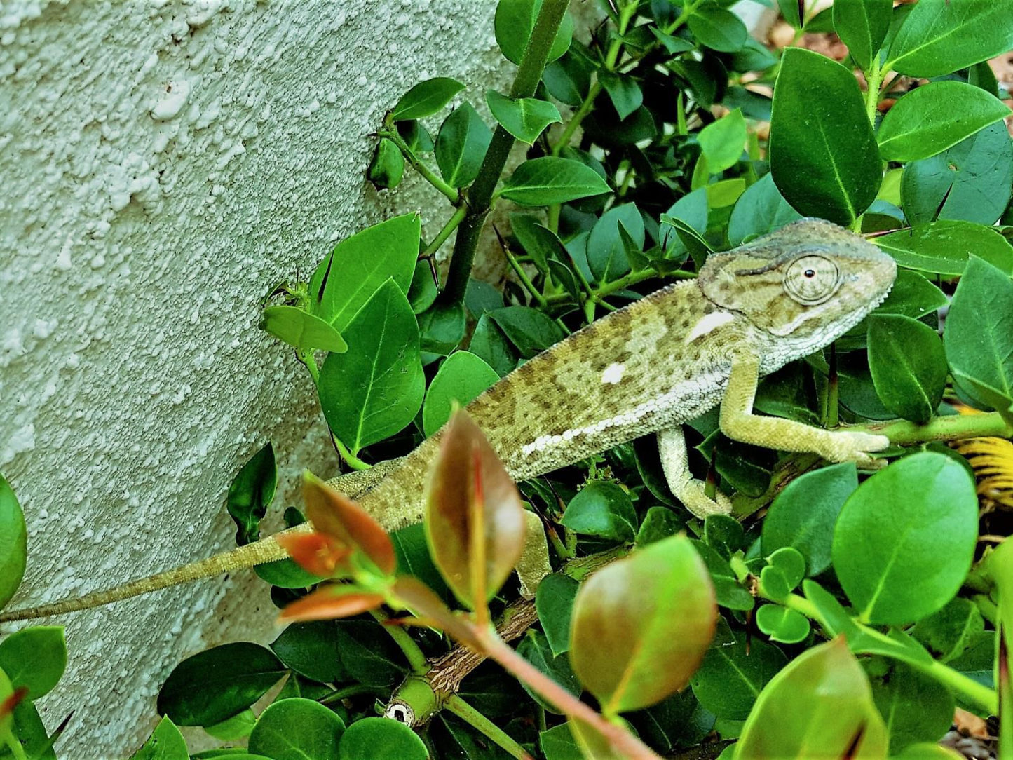 Graceland Eco Retreat, Chameleon, Reptile, Animal