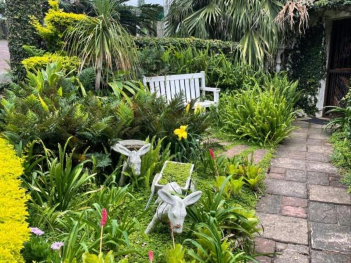 Gracelands Beach Lodge, Palm Tree, Plant, Nature, Wood, Garden