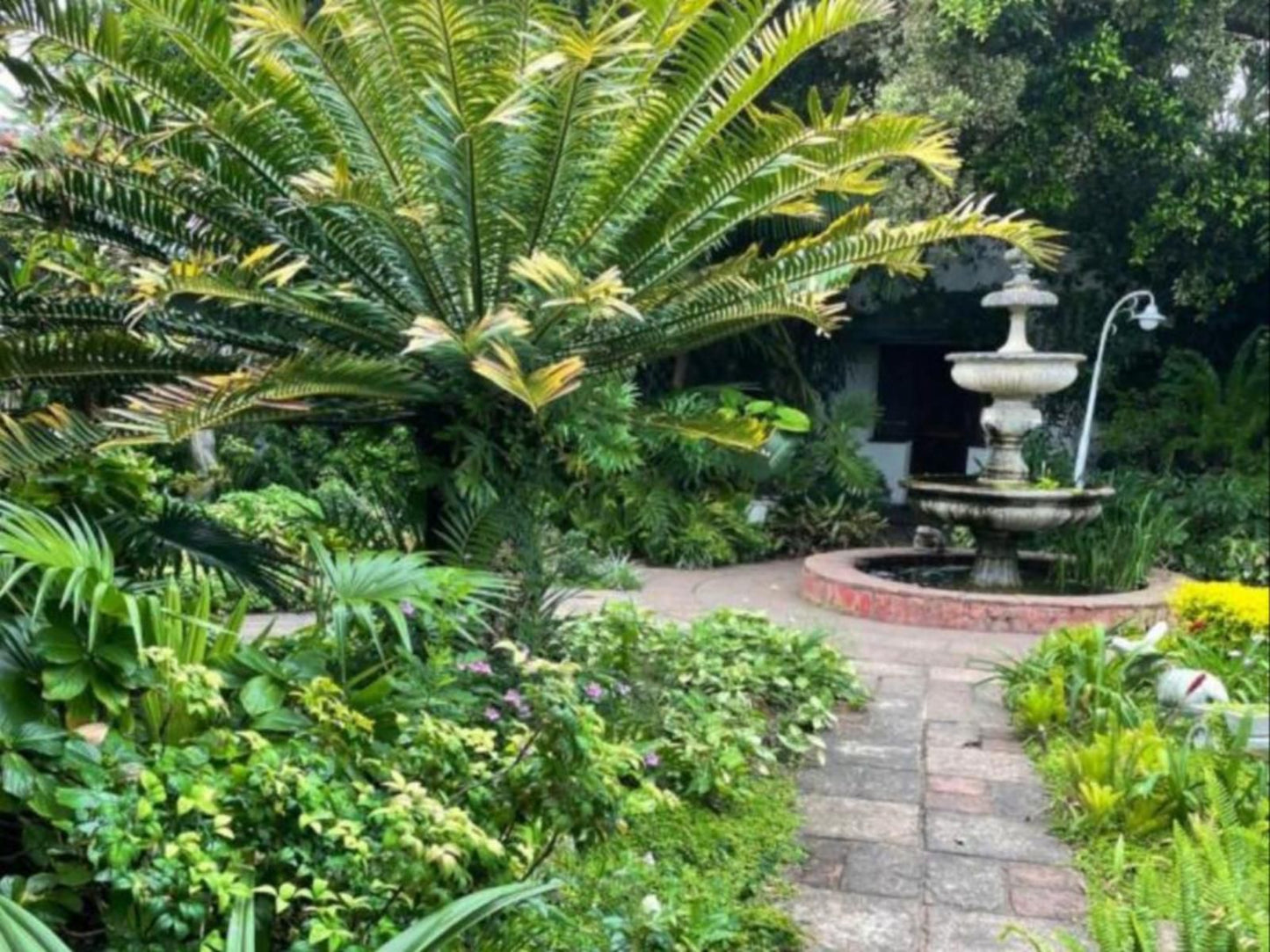 Gracelands Beach Lodge, Palm Tree, Plant, Nature, Wood, Garden