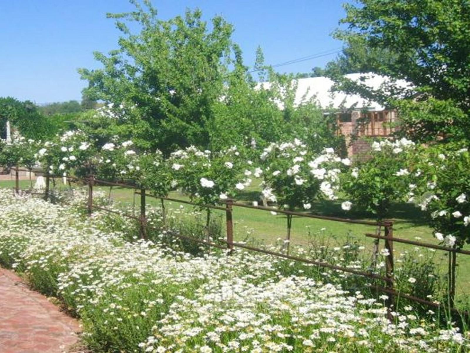Gracias Guest House Mooivallei Park Potchefstroom North West Province South Africa Blossom, Plant, Nature, Flower, Garden