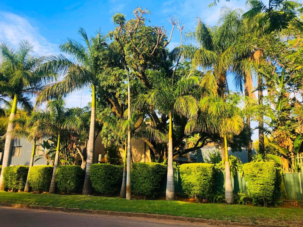 Grafiti Bela Bela Warmbaths Limpopo Province South Africa Complementary Colors, Palm Tree, Plant, Nature, Wood, Garden