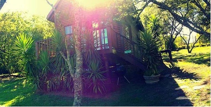 A Stone S Throw Bed And Breakfast Grahamstown Eastern Cape South Africa House, Building, Architecture, Palm Tree, Plant, Nature, Wood