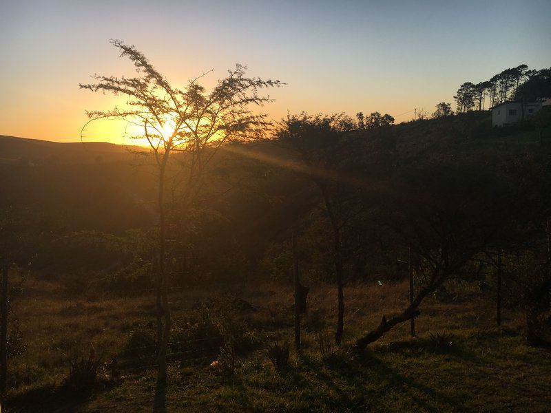 A Stone S Throw Bed And Breakfast Grahamstown Eastern Cape South Africa Sky, Nature, Tree, Plant, Wood, Sunset