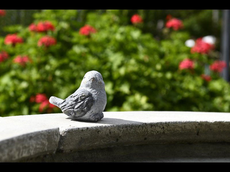 Grande Plaisir Villa Franschhoek Western Cape South Africa Bird, Animal