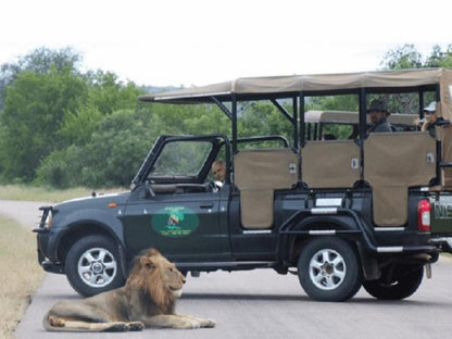 Grand Kruger Lodge Marloth Park Mpumalanga South Africa Unsaturated, Lion, Mammal, Animal, Big Cat, Predator