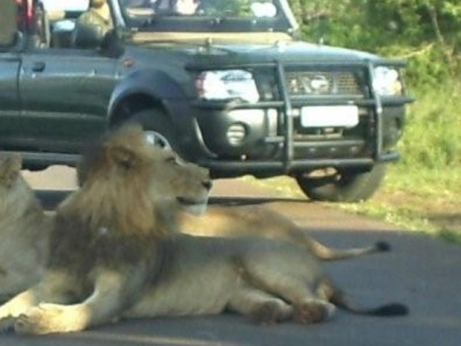 Grand Kruger Lodge Marloth Park Mpumalanga South Africa Lion, Mammal, Animal, Big Cat, Predator
