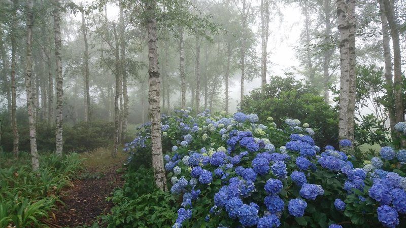 Granny Mouse House Hogsback Eastern Cape South Africa Fog, Nature, Plant, Garden